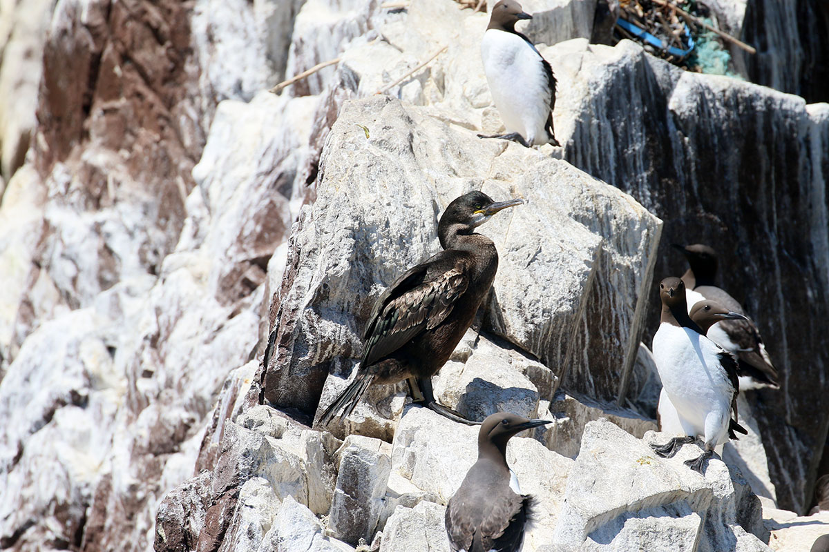 Juveniele Kuifaalscholver Bass Rock